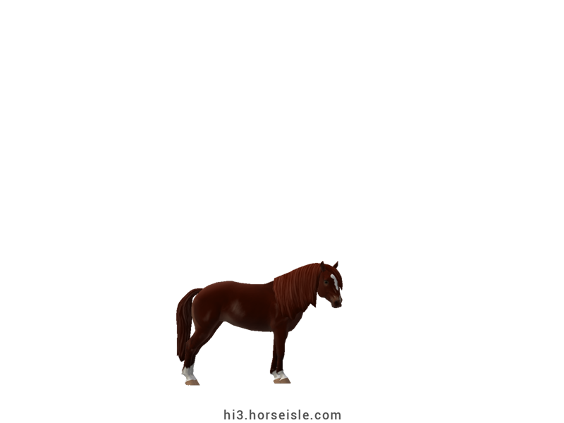 South African Miniature Horse Liver Chestnut Coat